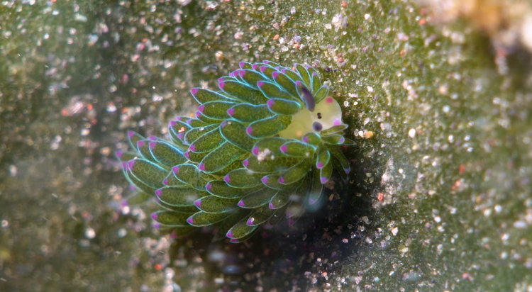 Красиви и коварни: Морски същества парализират своите врагове с откраднати "оръжия" (видео)