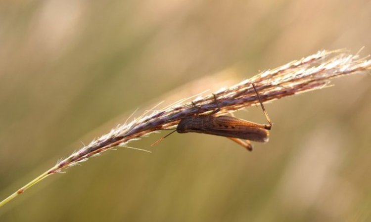 Глобално затопляне в ход: Буболечките изяждат храната на Земята