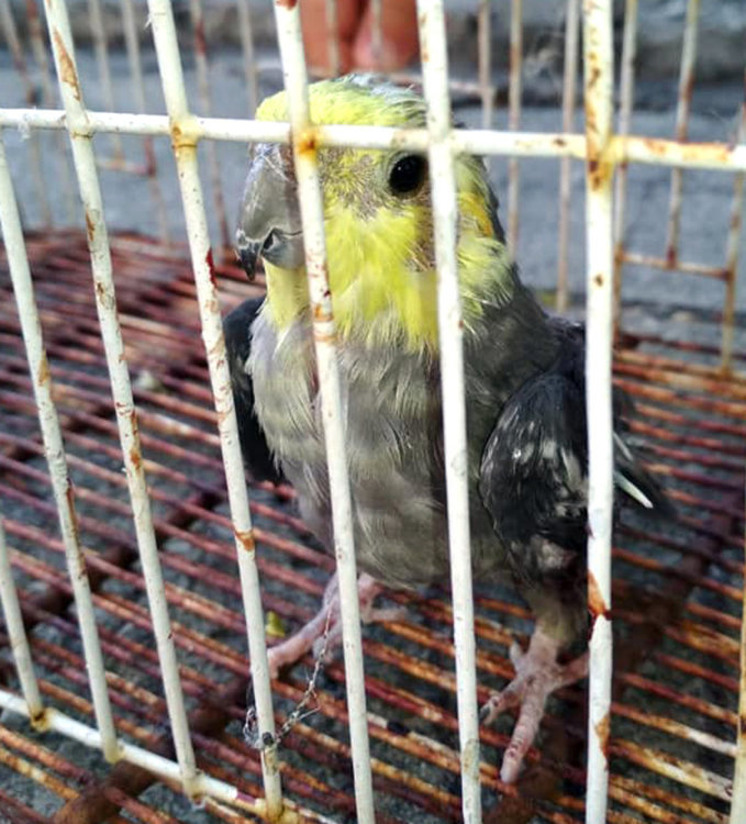 Откриха жив папагал, изхвърлен с клетката в кофа за боклук