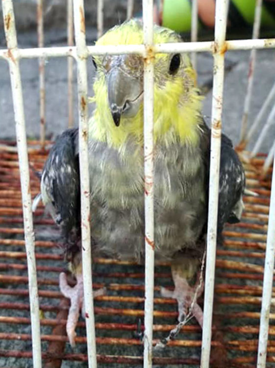 Откриха жив папагал, изхвърлен с клетката в кофа за боклук