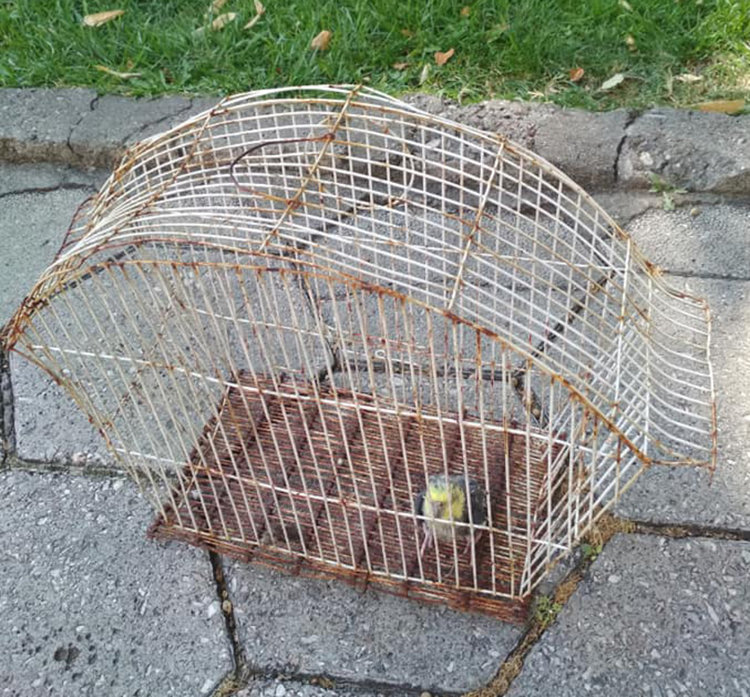 Откриха жив папагал, изхвърлен с клетката в кофа за боклук