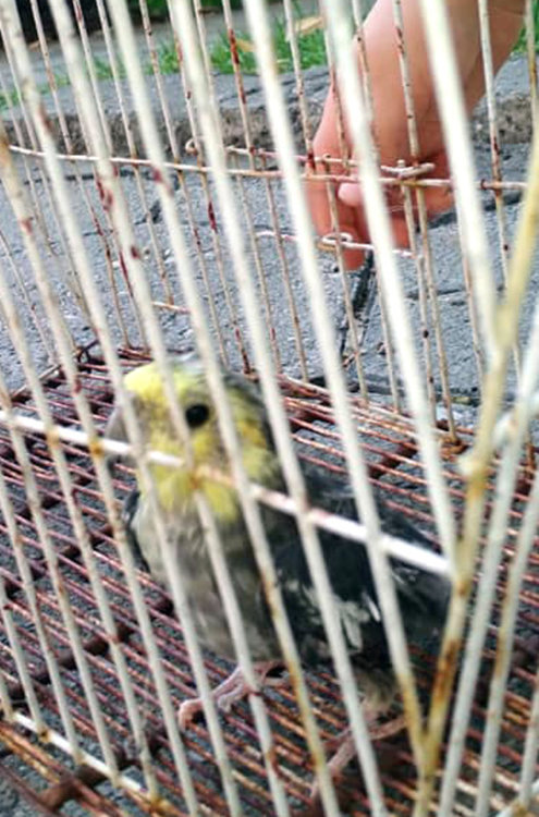 Откриха жив папагал, изхвърлен с клетката в кофа за боклук