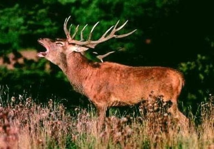 Бракониер уби елен и се укри