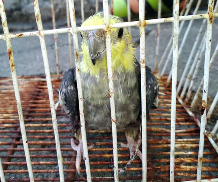 Откриха жив папагал, изхвърлен с клетката в кофа за боклук