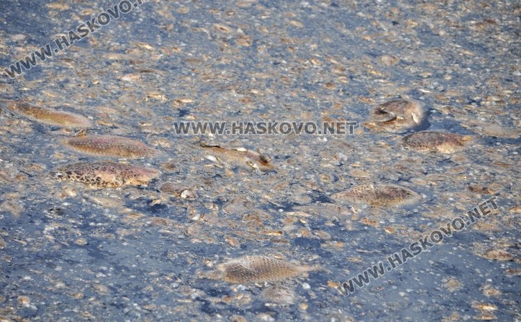 Източиха язовир „Прогрес“ до дъно, спипаха бракониер