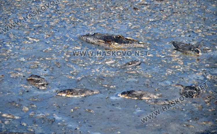 Източиха язовир „Прогрес“ до дъно, спипаха бракониер