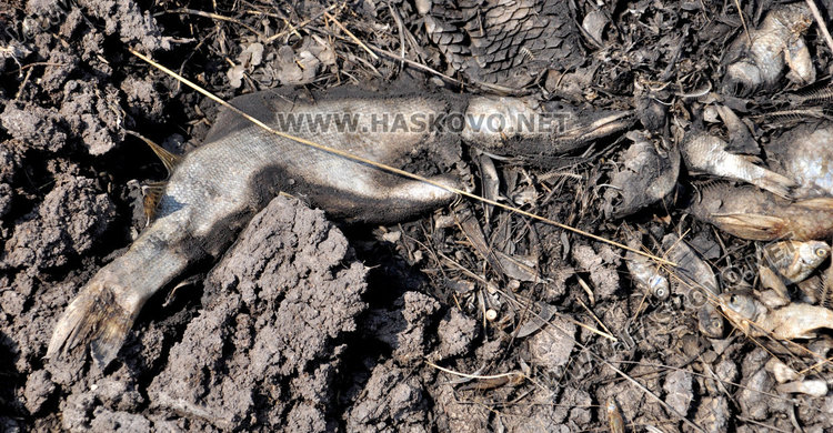 Източиха язовир „Прогрес“ до дъно, спипаха бракониер