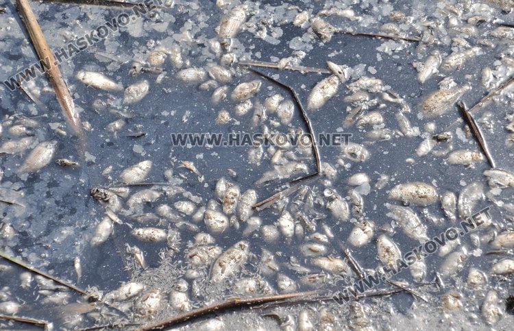 Източиха язовир „Прогрес“ до дъно, спипаха бракониер