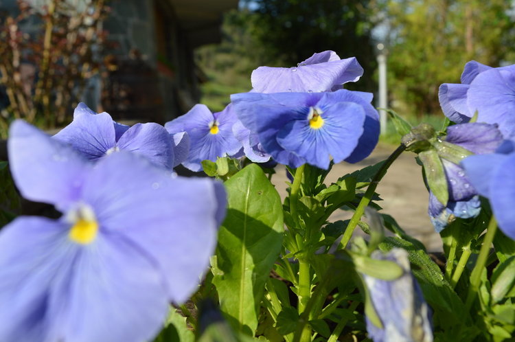 Днес отново ще е предимно слънчево и топло