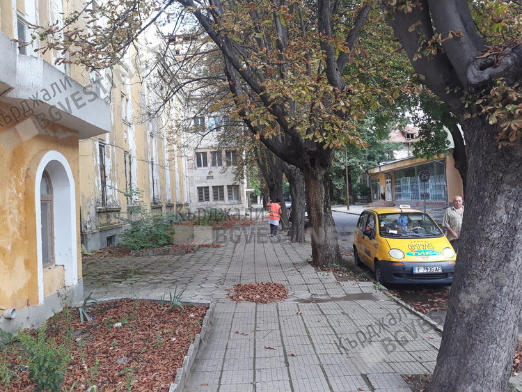 Кестените и чемширите в Кърджали загиват