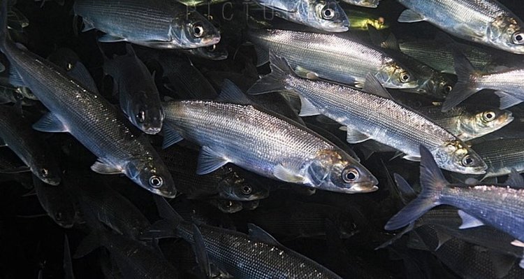 Coregonus migratorius