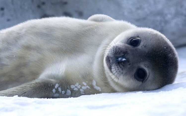 Байкалска нерпа бебе