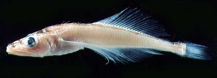 Comephorus baikalensis