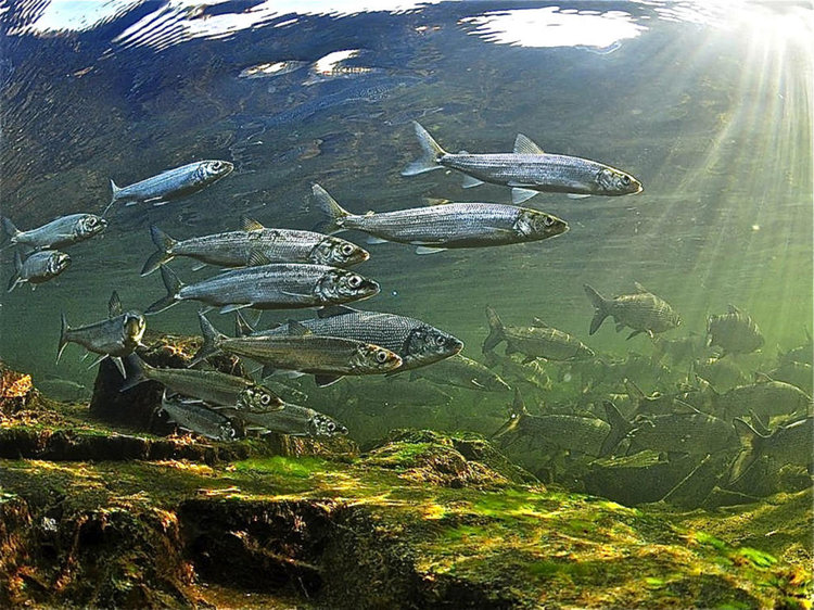 Coregonus migratorius