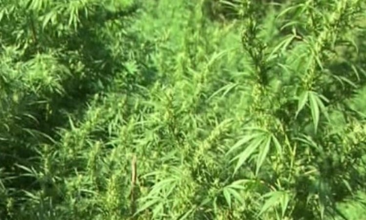 Нива с канабис откриха полицаи край Борино, теглото му е близо 70 килограма 	