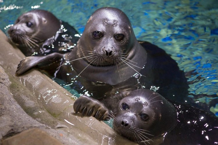 Байкалска нерпа