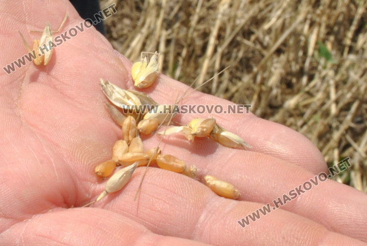 НАП чака декларациите на 5 хил. земеделци със субсидии