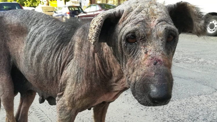 Доброволци организират благотворителен базар в полза на две бездомни кучета в Кърджали
