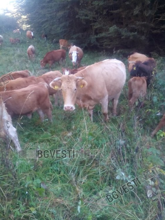Нашествие на гръцки крави през границата тормози жителите на Горна Арда