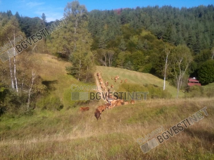 Нашествие на гръцки крави през границата тормози жителите на Горна Арда