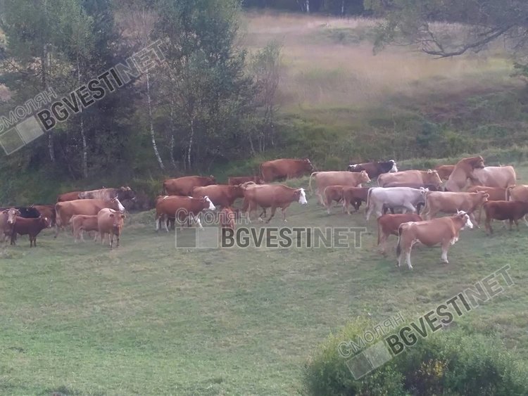 Нашествие на гръцки крави през границата тормози жителите на Горна Арда