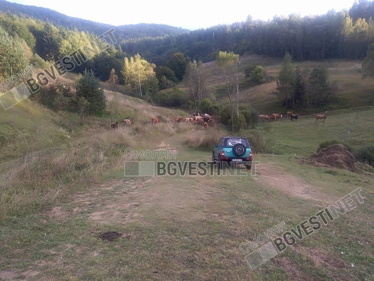 Нашествие на гръцки крави през границата тормози жителите на Горна Арда