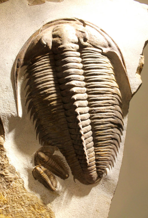 Колко е продължила „експлозията“ на живота