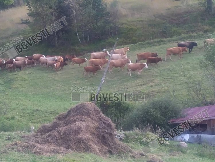 Нашествие на гръцки крави през границата тормози жителите на Горна Арда