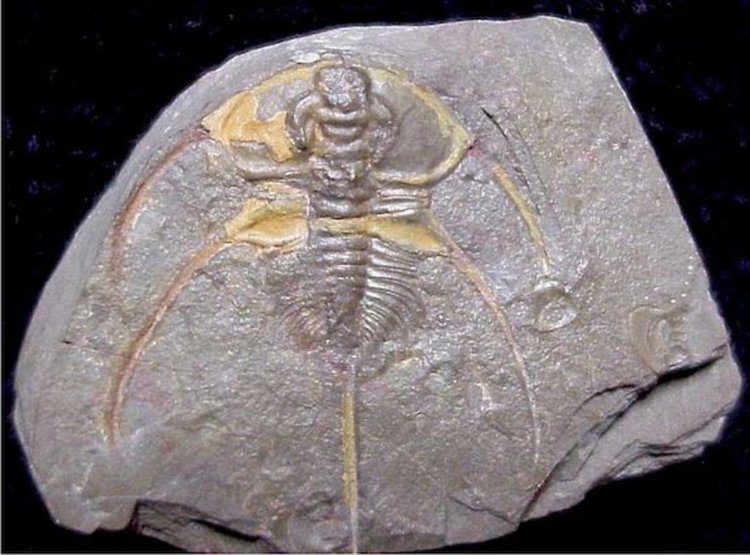 Колко е продължила „експлозията“ на живота