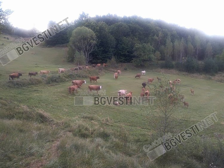 Нашествие на гръцки крави през границата тормози жителите на Горна Арда