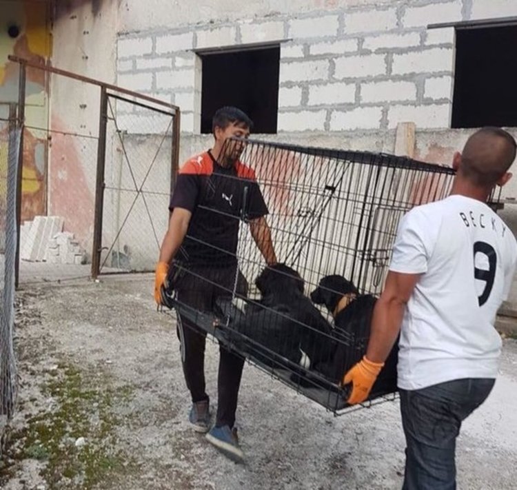 В община Девин започна лов на бездомни кучета, настаняват ги в „приют“