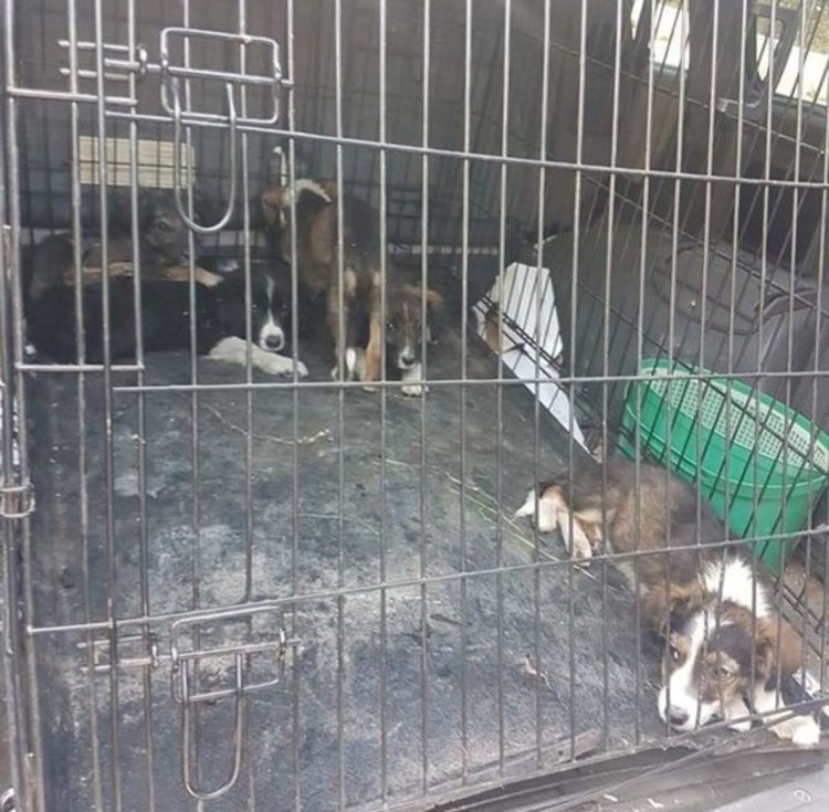 В община Девин започна лов на бездомни кучета, настаняват ги в „приют“