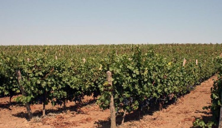 Длъжници на хазната се разделят с лозовите си масиви