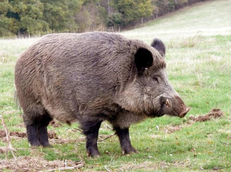 Откриват лова на диво прасе с ограничения