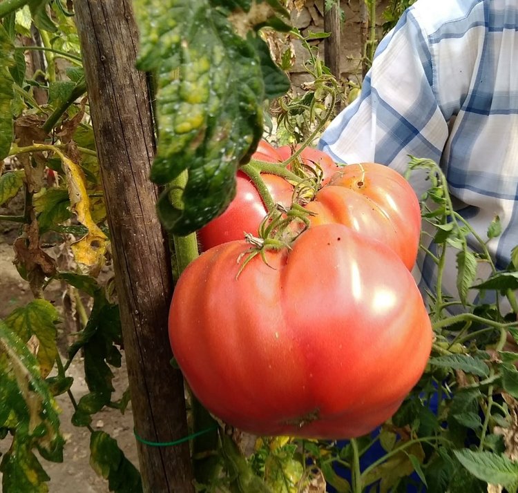 Снимката е автентична, просто скромният стопанин не се е снимал с големите домати, но пък Мирчо е категоричен, че който му гостува лично ще може да се увери в качеството на неговите зеленчуци