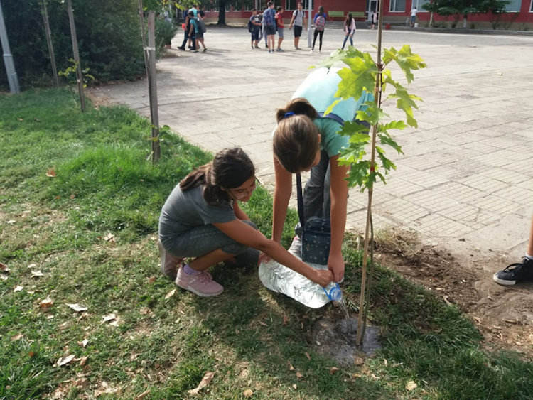 "Дърво на мира" засадиха златаровци