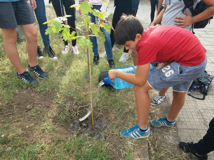 "Дърво на мира" засадиха златаровци