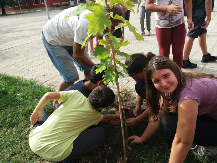 "Дърво на мира" засадиха златаровци