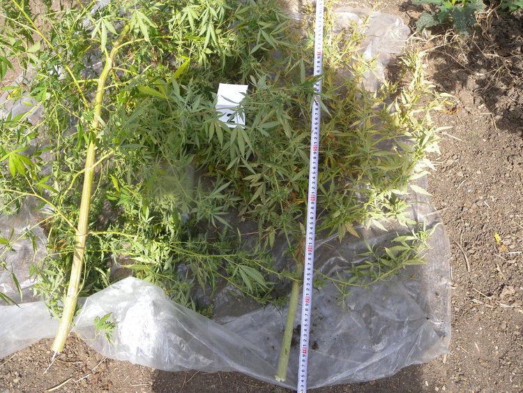 Полицаи от Кърджали и Ардино разкриха домашна наркоплантация в ардинско село