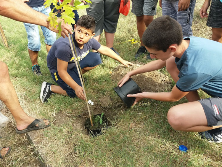 "Дърво на мира" засадиха златаровци