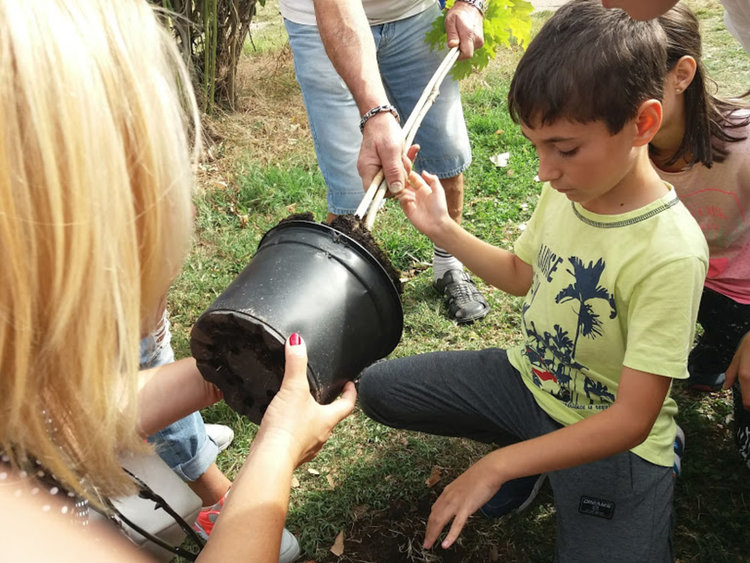 "Дърво на мира" засадиха златаровци