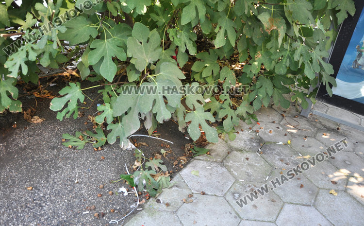 Хасковлийка: дърво в центъра събира воня и боклуци