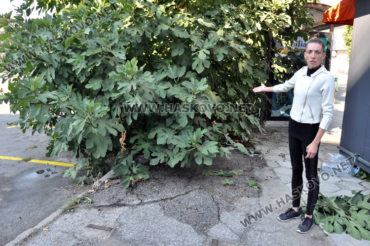 Хасковлийка: дърво в центъра събира воня и боклуци