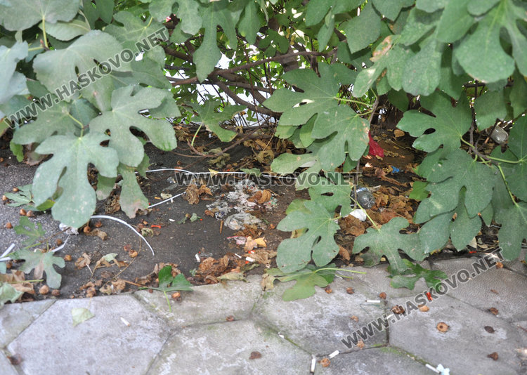 Хасковлийка: дърво в центъра събира воня и боклуци