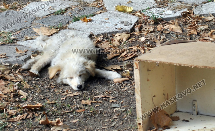 Доброволци спасяват от бавна и мъчителна смърт прегазено кученце