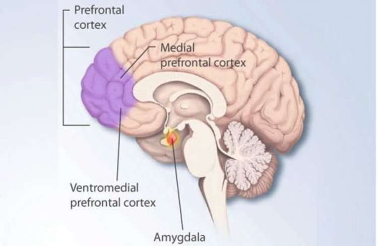 Защо виждаме непрекъсната картина на света