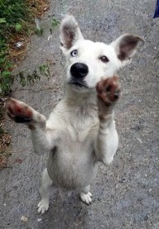 Странната история на Ру – кучето, изгубено преди година в Пловдив и открито в Смолян