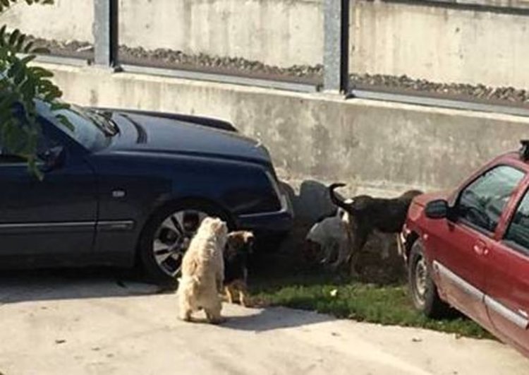 Кучетата, обикалящи около „Кротнев“, стават все повече