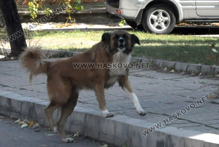 Бездомно куче напада и хапе в “Куба”, общината отказва да вземе мерки  