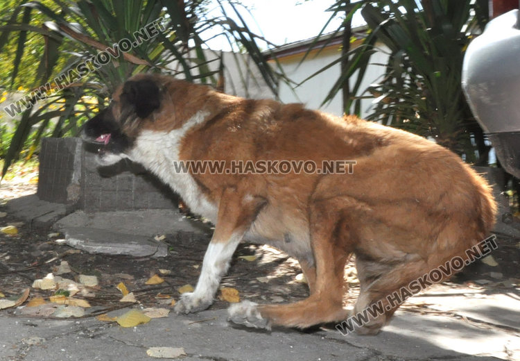 Бездомно куче напада и хапе в “Куба”, общината отказва да вземе мерки  